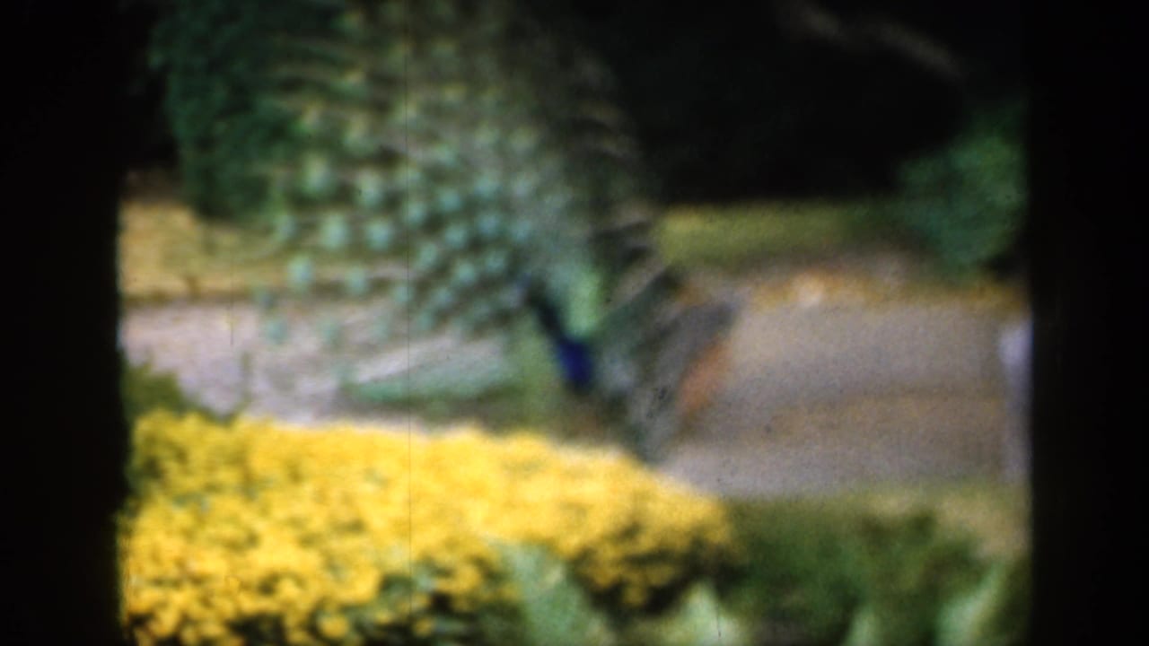 1949 England 8mm frame showing a peacock displaying its tail feathers in a garden setting with yellow flowers and foliage.