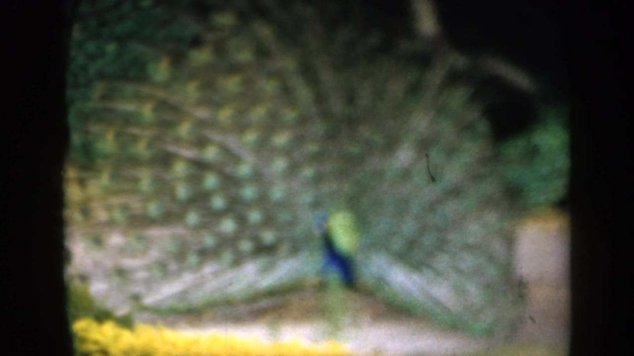 A peacock stands in an English garden with its blue body visible and tail feathers spread wide across the frame.