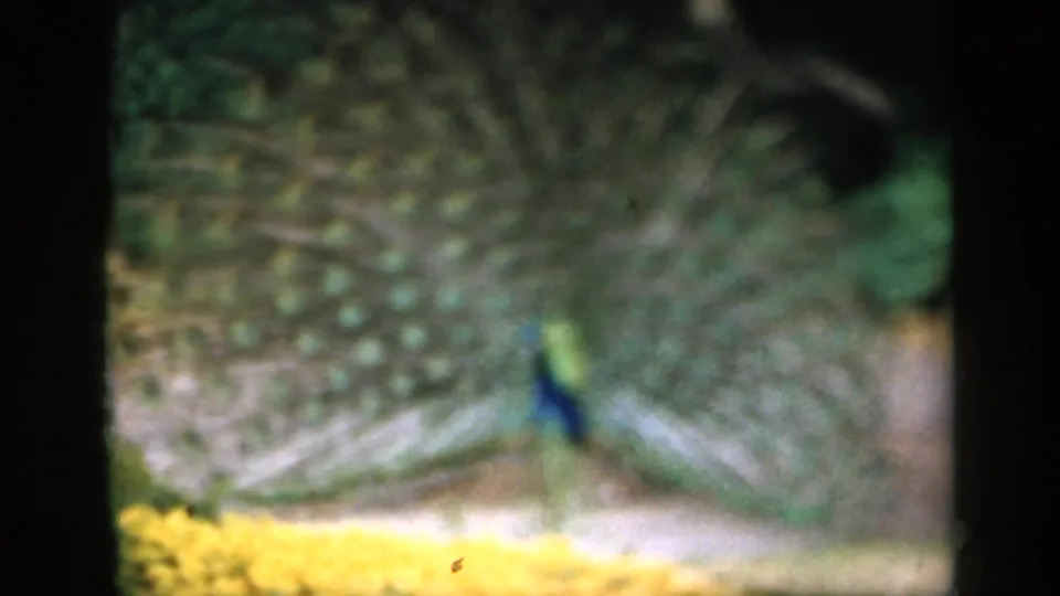 Soft-focus 1949 garden frame showing the peacock's fanned plumage, blue body, yellow flowers, and dark 8mm frame edge.