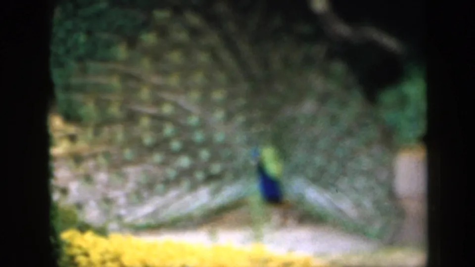 Final 8mm still of the peacock display, with fanned green plumage, blue body, garden path, and surrounding foliage visible.