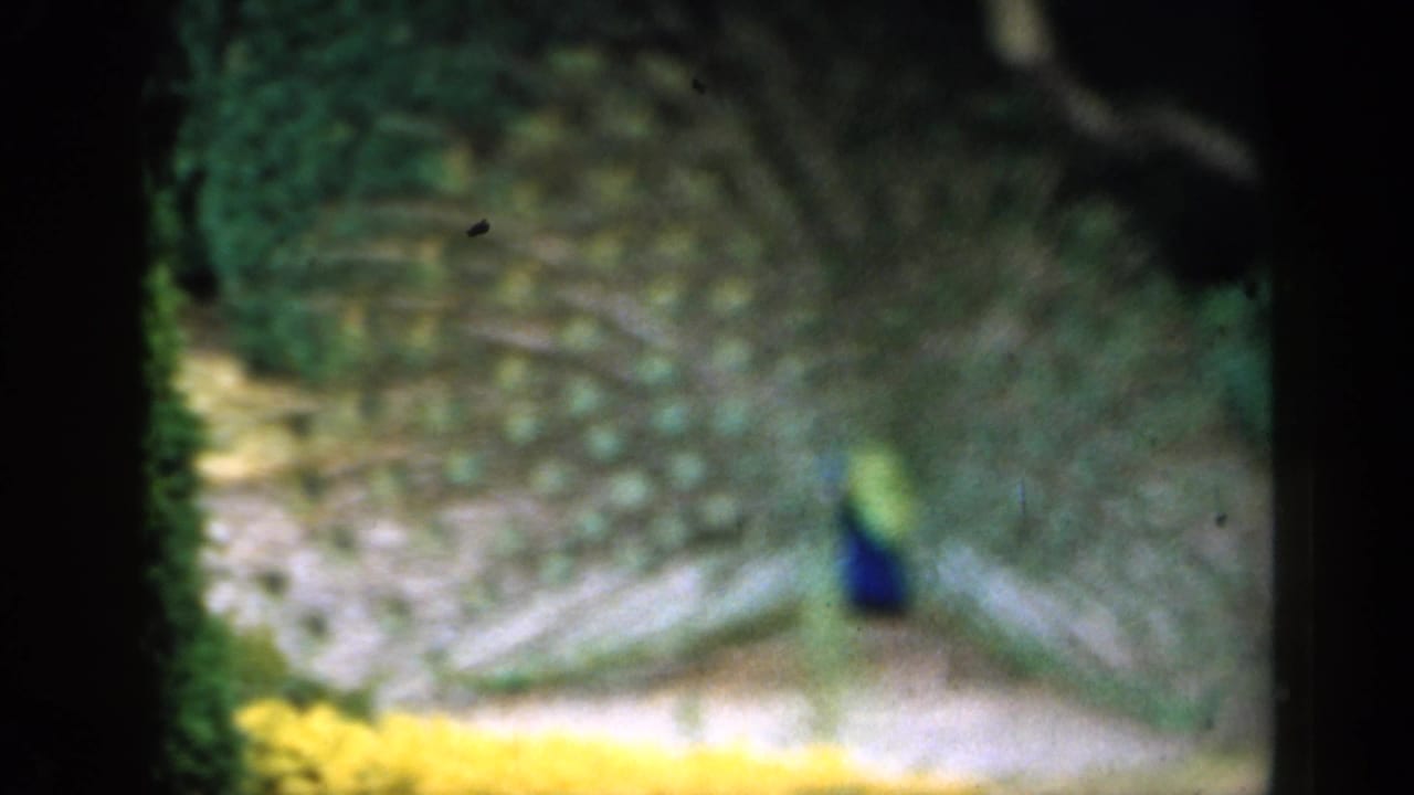 1949 England 8mm frame of a peacock displaying its fanned tail, seen in soft focus with foliage and yellow flowers nearby.