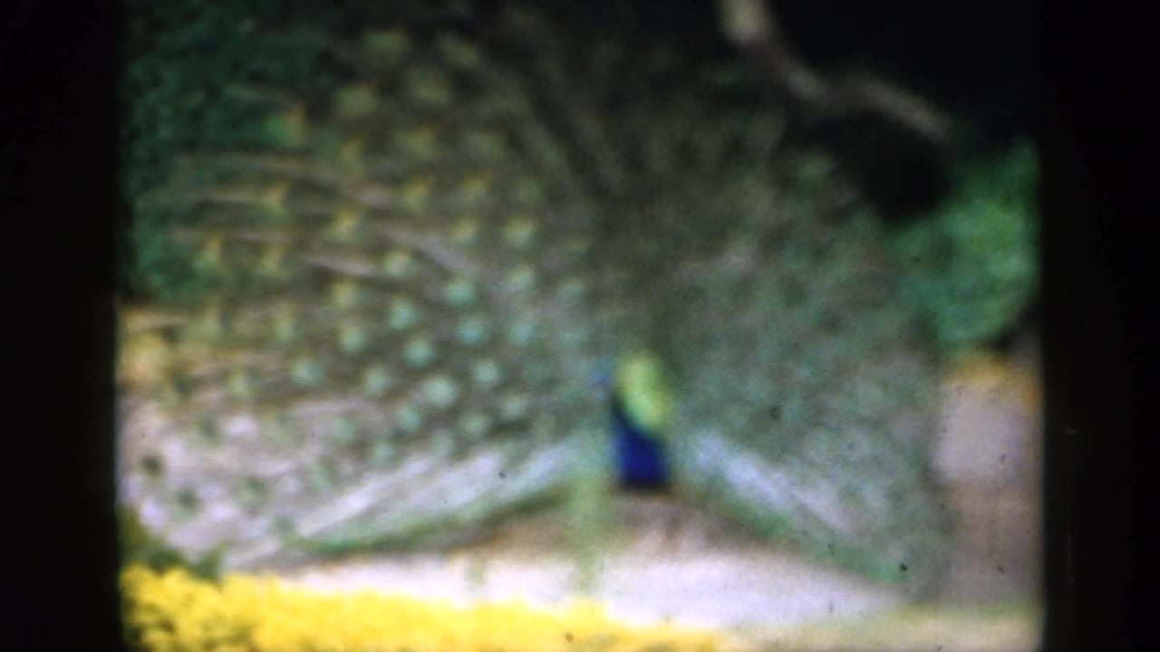The peacock remains centered with its plumage spread, surrounded by garden greenery and visible 8mm frame borders.