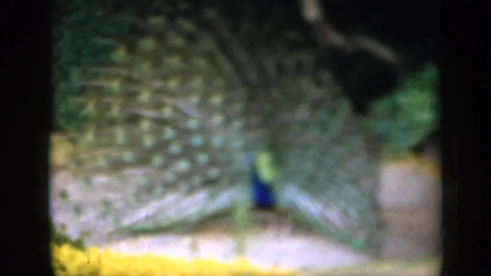 A soft 8mm home-movie frame shows the peacock's open tail filling much of the view, with garden plants and yellow flowers at the edge.