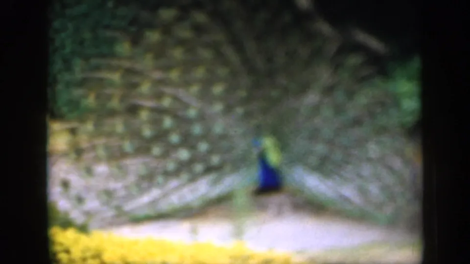 The closing frame shows the peacock still displaying its broad tail, with soft focus, grain, and dark 8mm borders visible.