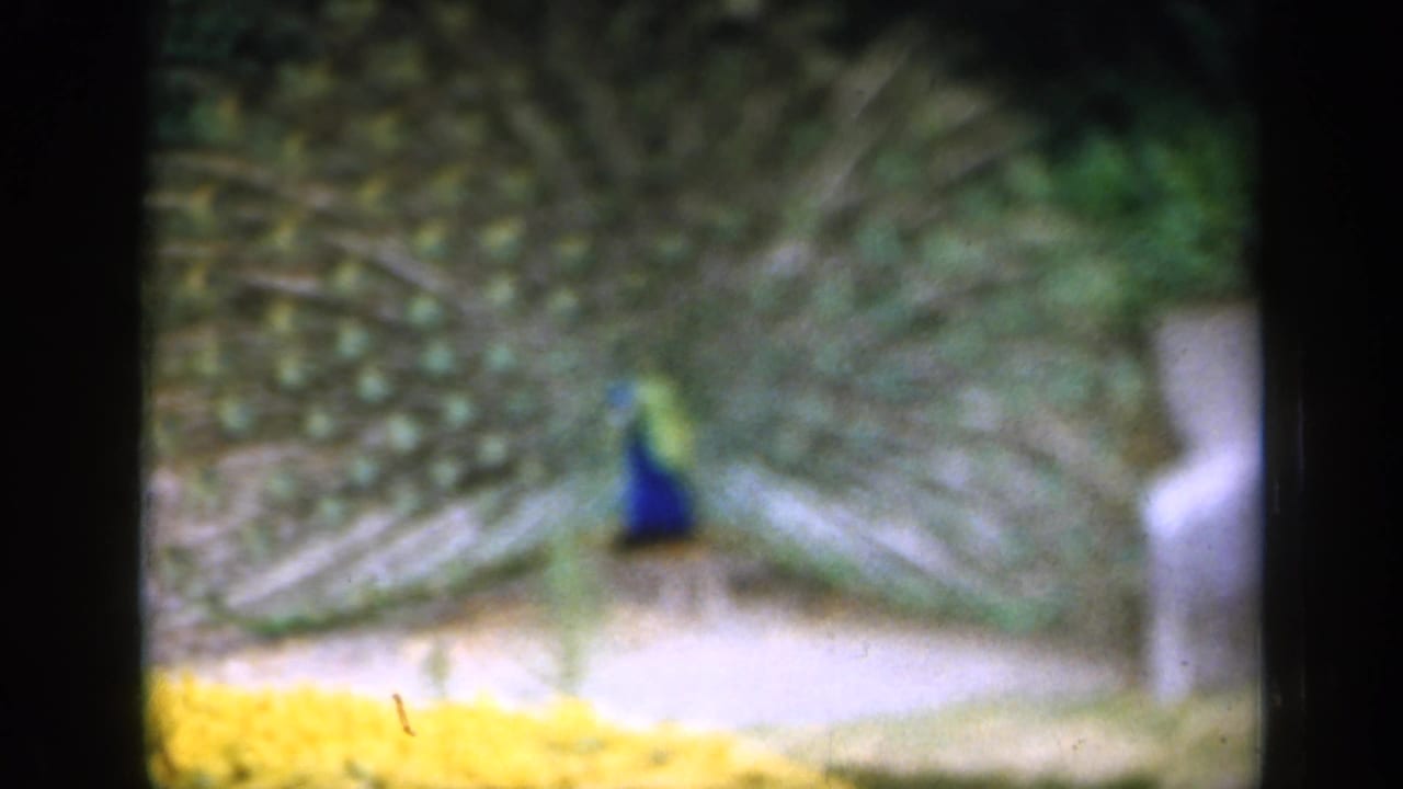 Peacock stands in a garden with tail feathers spread behind it.