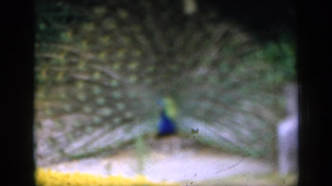 Peacock remains centered with its spread tail visible against foliage.