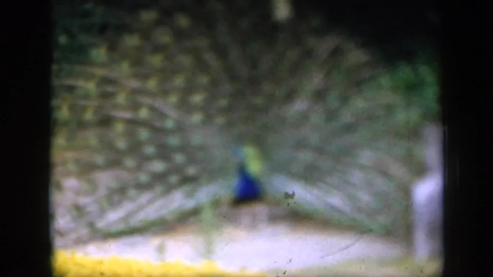 Soft 8mm frame of a peacock display in an English garden, with yellow flowers along the lower edge.