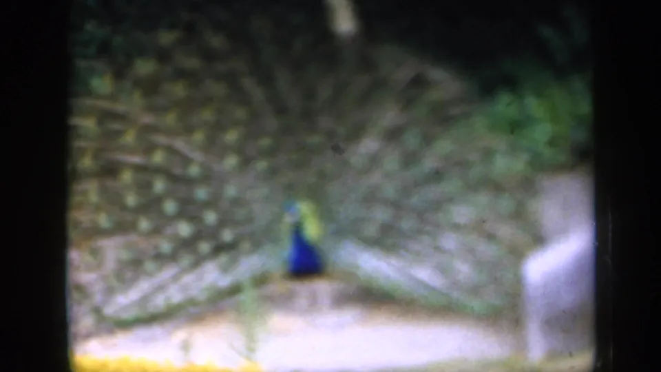 Vintage 8mm view of a peacock displaying its tail, framed by greenery and a pale garden surface.