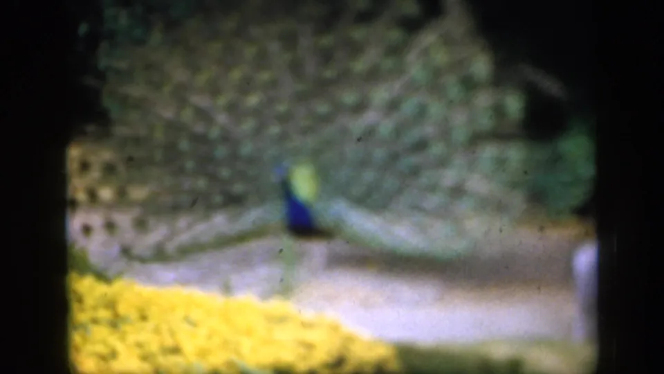 1949 England 8mm frame showing the peacock display beside yellow flowers, with film borders and scan softness visible.