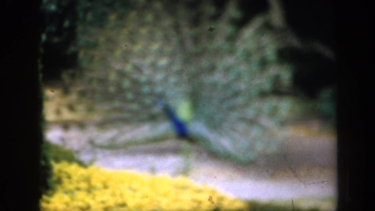 A peacock fans its tail in a garden setting, from 1949 England 8mm home-movie footage according to supplied metadata.