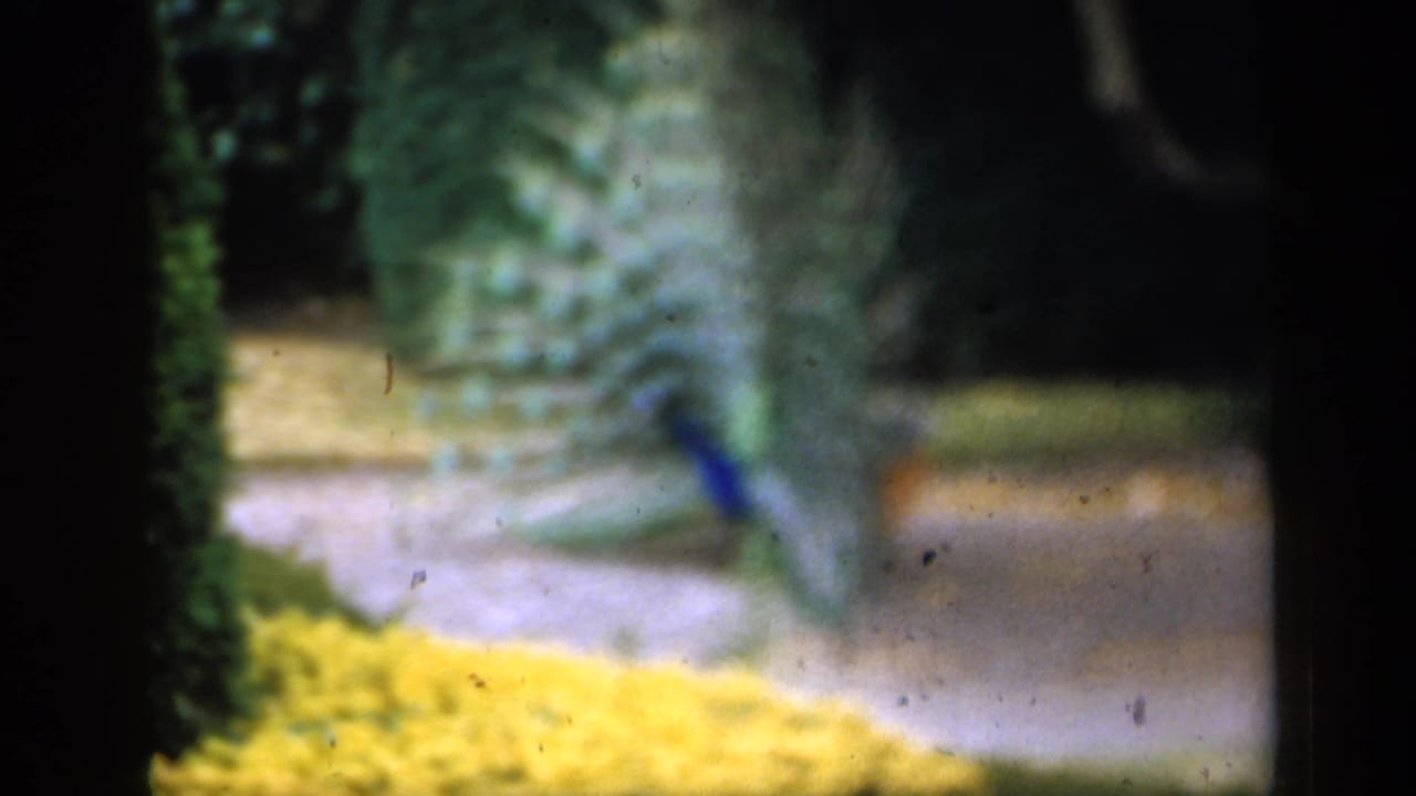The peacock remains in display posture, with soft 8mm focus over garden foliage and a pale path in the background.