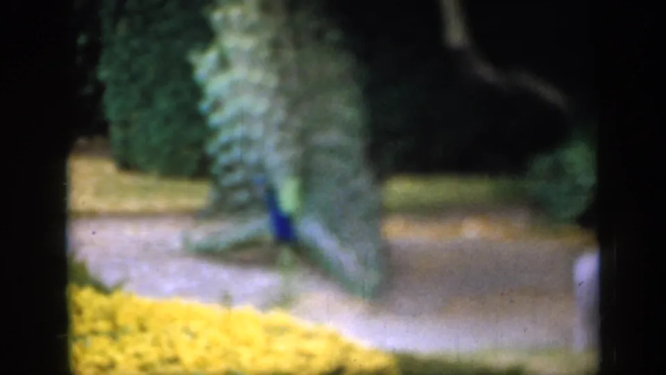 A softly focused 8mm frame shows the peacock's open tail and blue neck in a planted English garden, based on clip metadata.