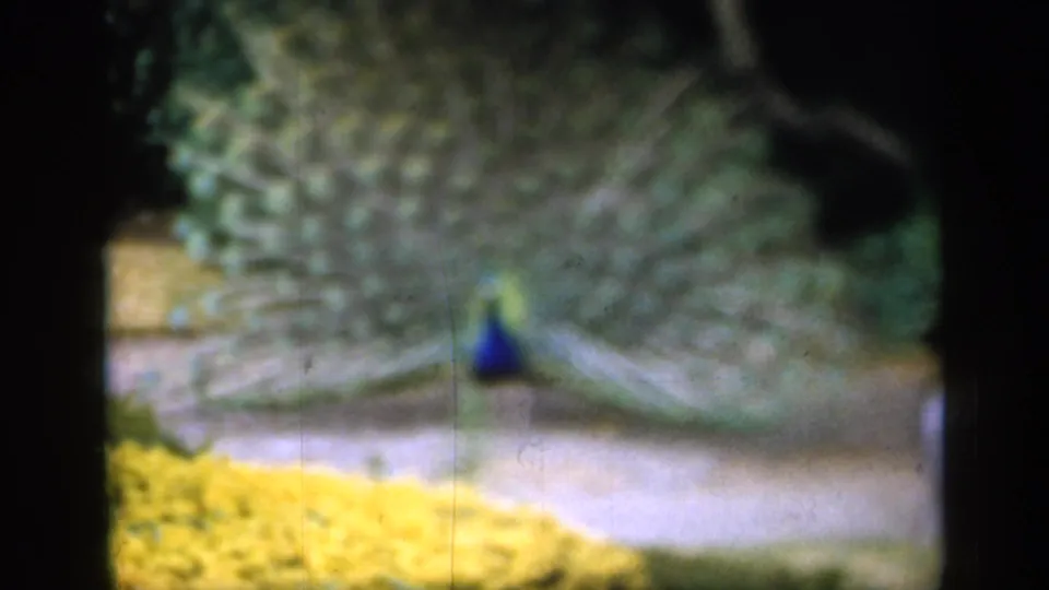 The peacock's tail fills much of the frame while the bird stands near garden planting in the 1949 England home-movie clip.