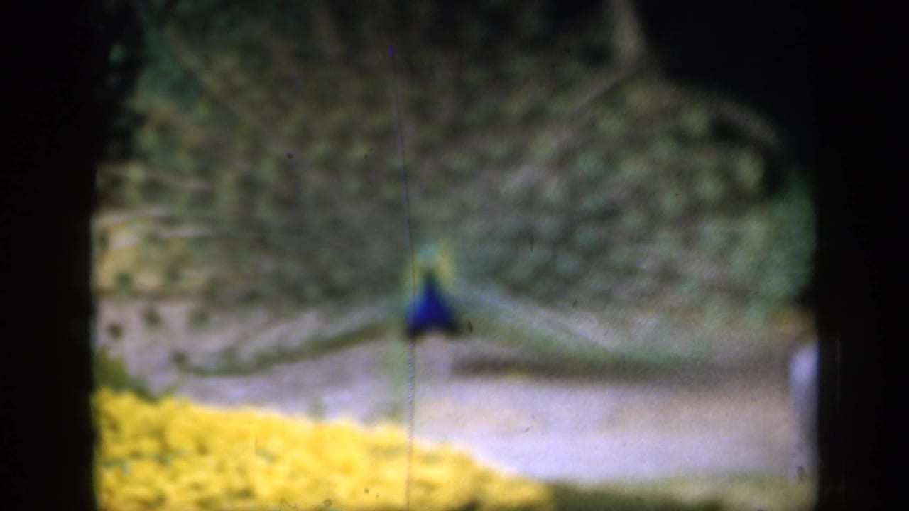 Peacock near yellow flowers seen through dark vertical framing in a park.