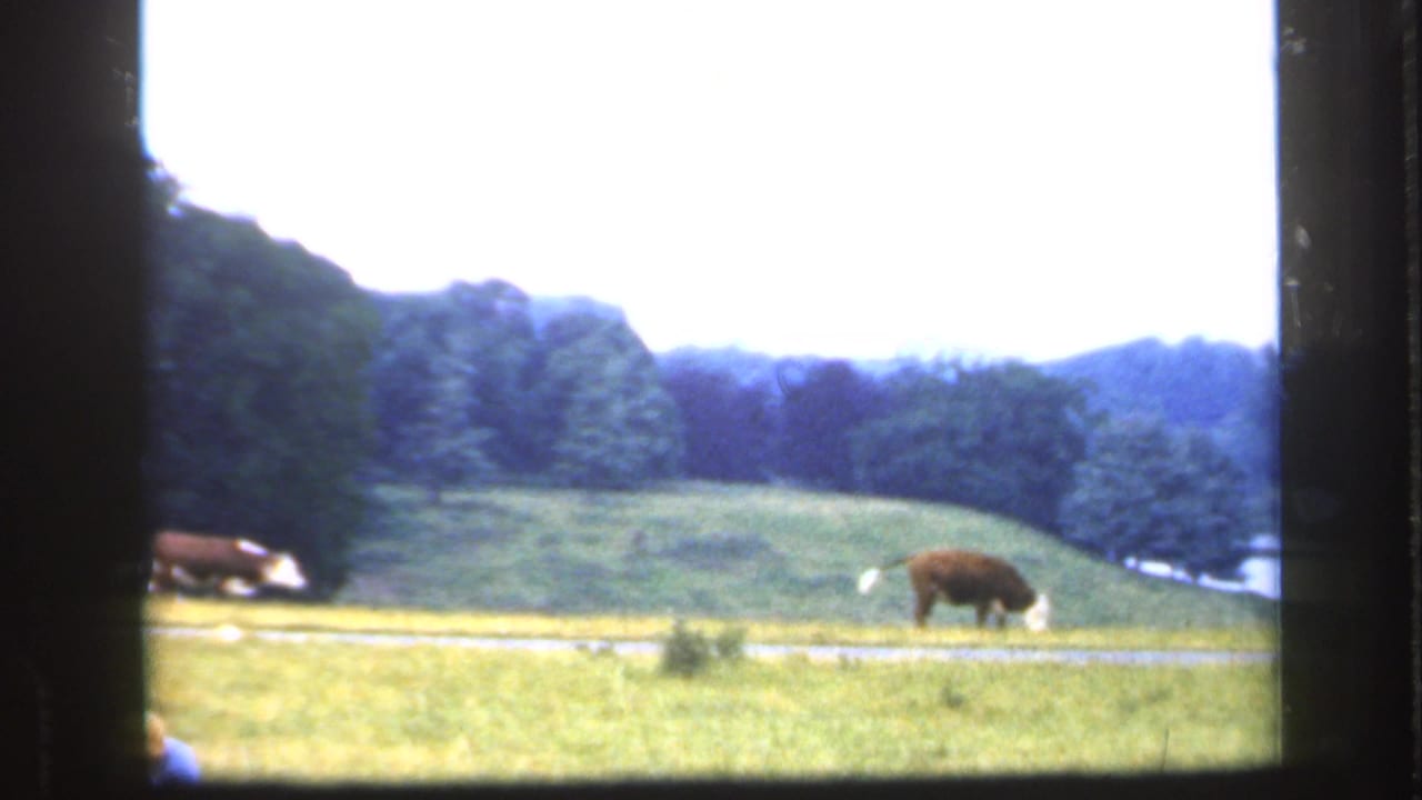 1949 England countryside view with cattle grazing in a green field, trees beyond, and a pale overcast sky.