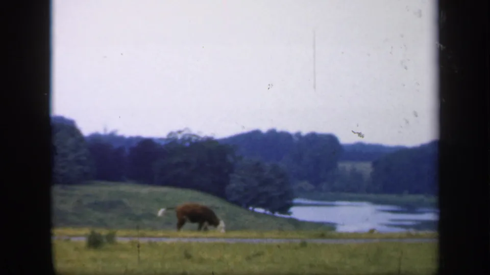 1949 England rural landscape with a grazing cow in the foreground, lake water beyond, and wooded slopes under cloudy light.