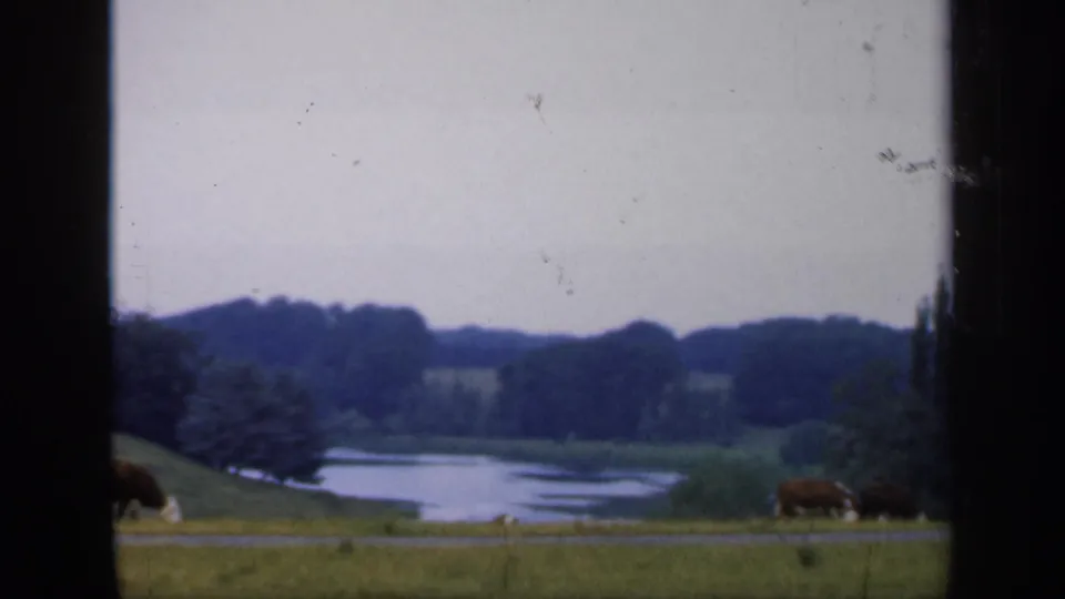 1949 England home-movie frame showing cattle near a grassy lakeside, dark trees, and distant parkland in soft focus.