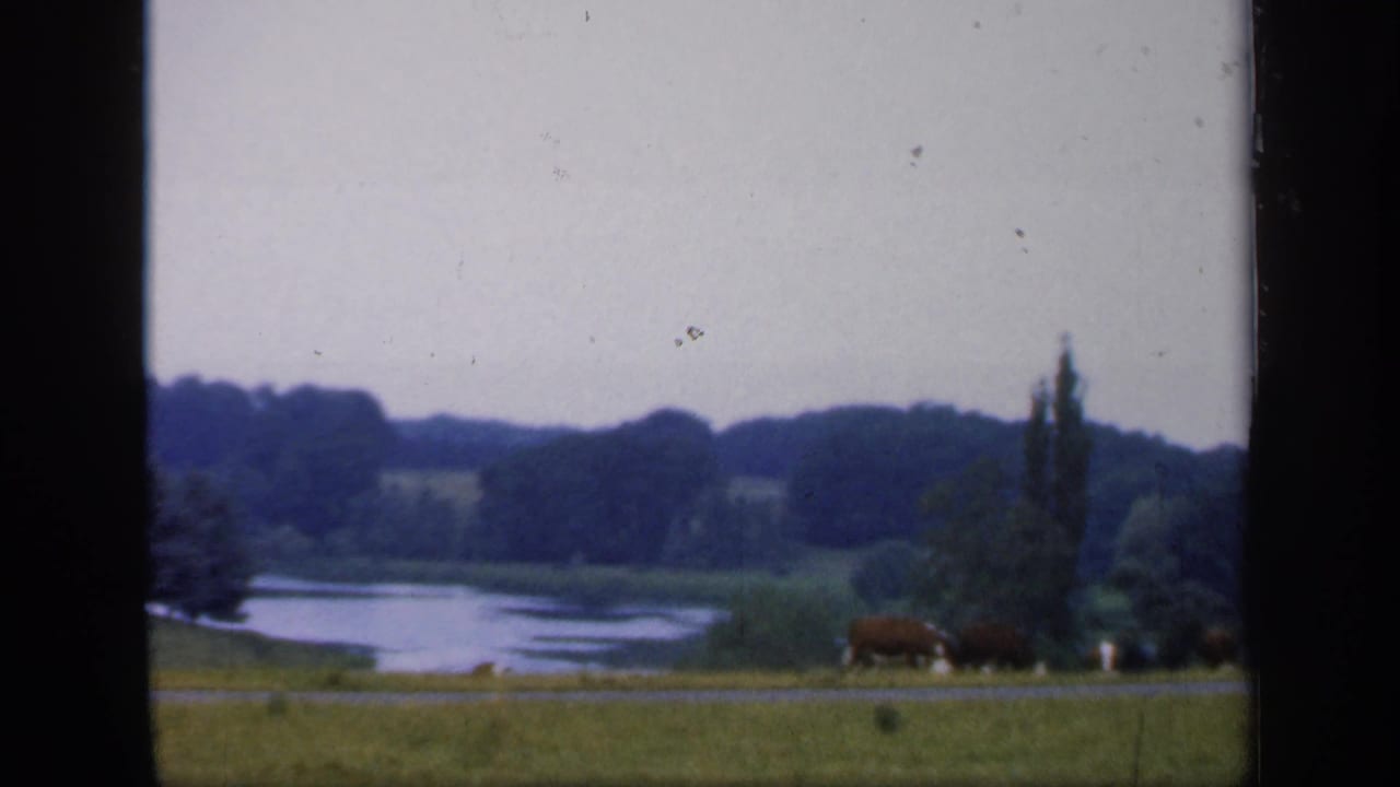 1949 England home-movie frame showing cattle grazing in open pasture beside water, with low hills and tall trees beyond.