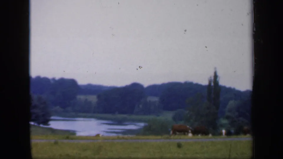 1949 England home-movie frame showing cattle grazing in open pasture beside water, with low hills and tall trees beyond.