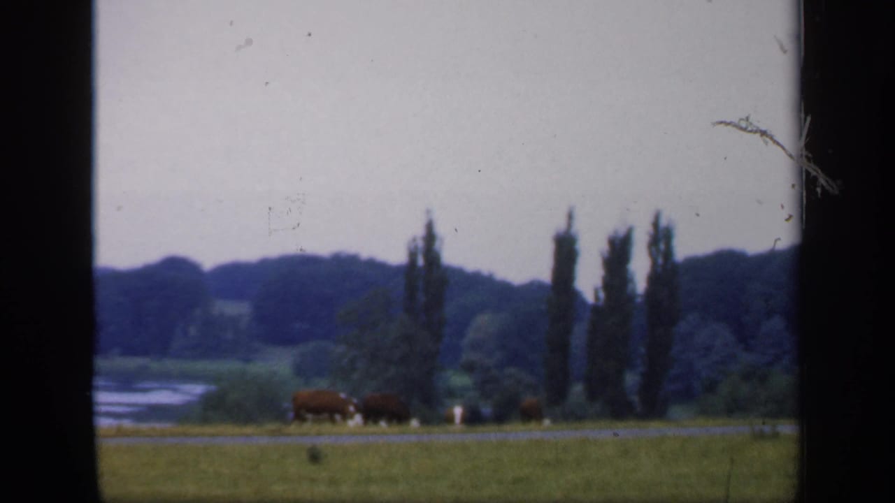 1949 England countryside view with grazing cattle, a pond or watercourse, tall trees, and dark low hills in the background.