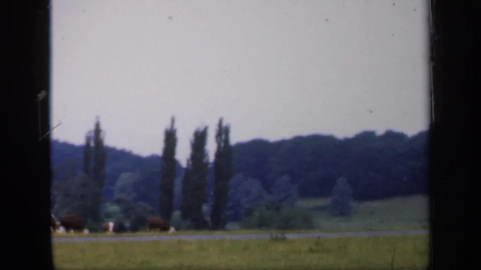 1949 England home-movie frame showing an open field, cattle at the lower edge, tall trees, water, and a wooded hillside.