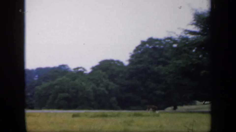 1949 England 8mm frame showing pasture, mature trees, and a small distant horse grazing near the lower center.