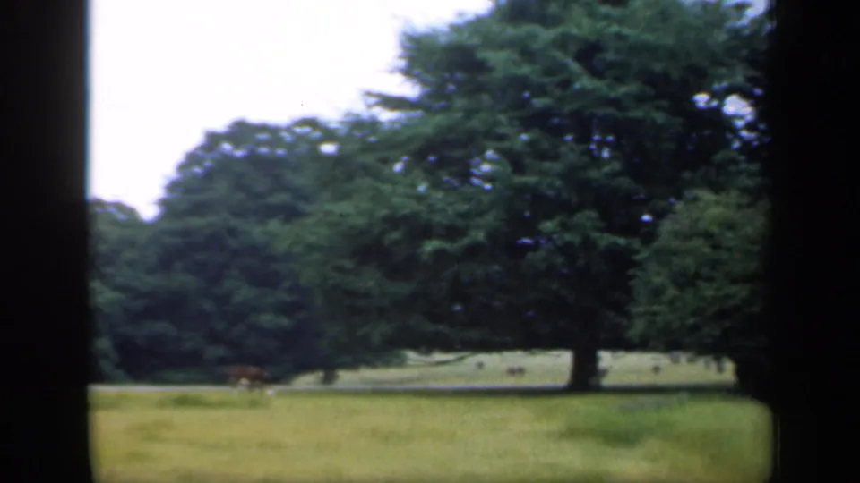 1949 England 8mm frame showing a broad pasture, a large mature tree, dense woodland, and faint distant grazing animals.