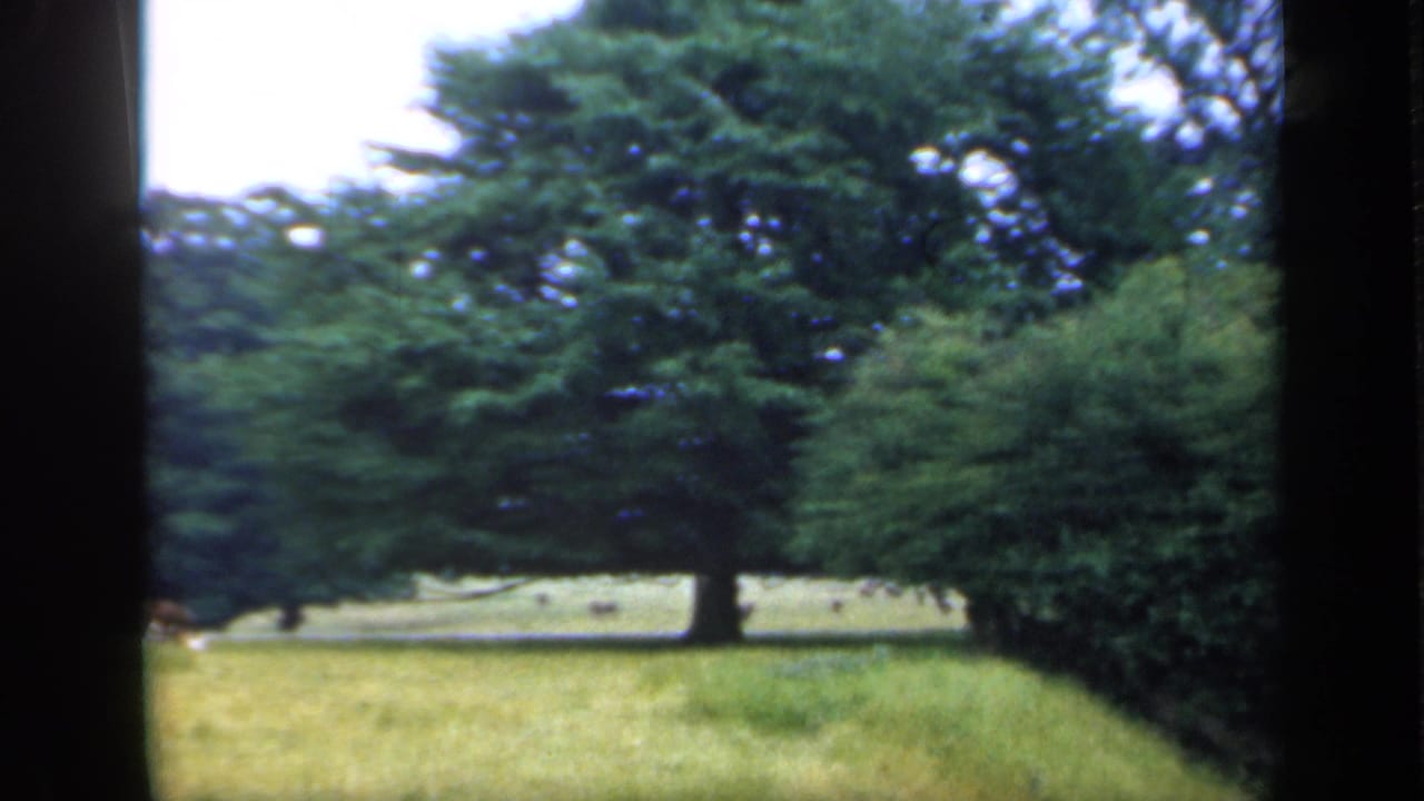 1949 England home-movie frame showing a quiet park lawn with mature trees, dense greenery, and soft 8mm color.