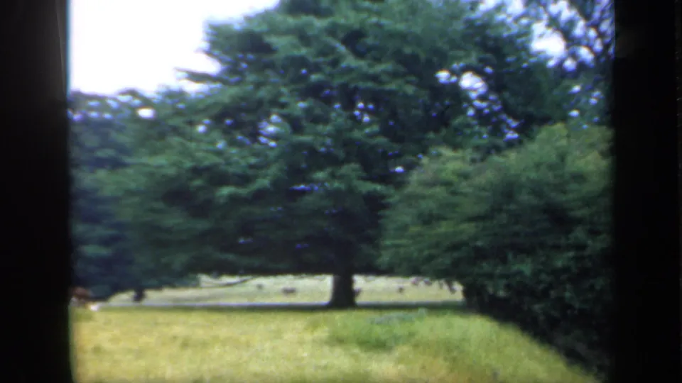 1949 England home-movie frame showing a quiet park lawn with mature trees, dense greenery, and soft 8mm color.