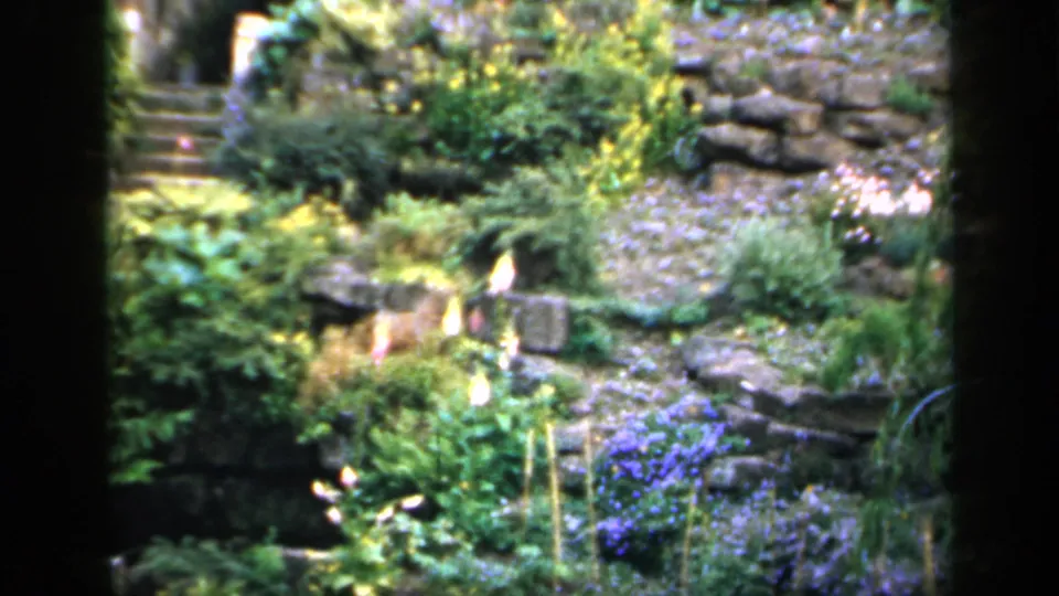 1949 England 8mm frame showing a slightly soft garden view with steps, stonework, yellow flowers, purple blooms, and leafy planting.