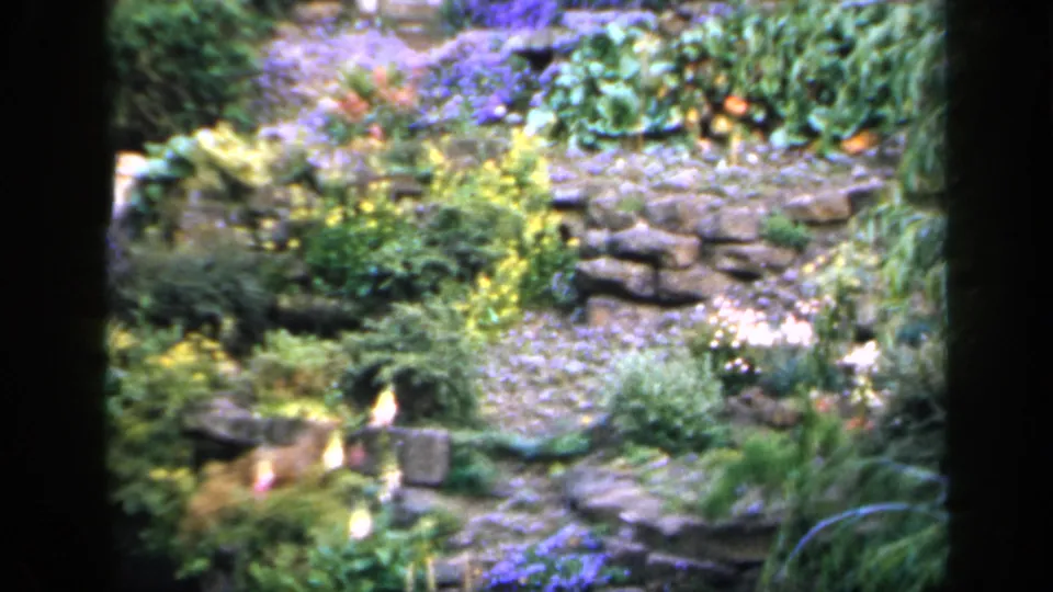 1949 England 8mm frame of a tiered stone garden with a gravel path, walling, purple and yellow flowers, and dense greenery.