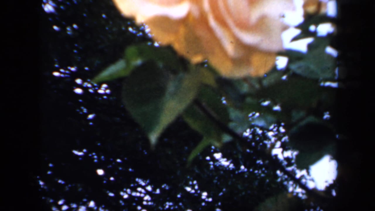Close rose bloom and dark leaves against bright sky.
