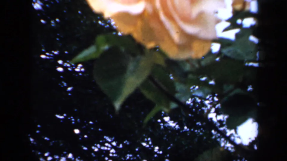 Close 8mm view of a pale yellow rose and surrounding leaves, with bright sky beyond the foliage.