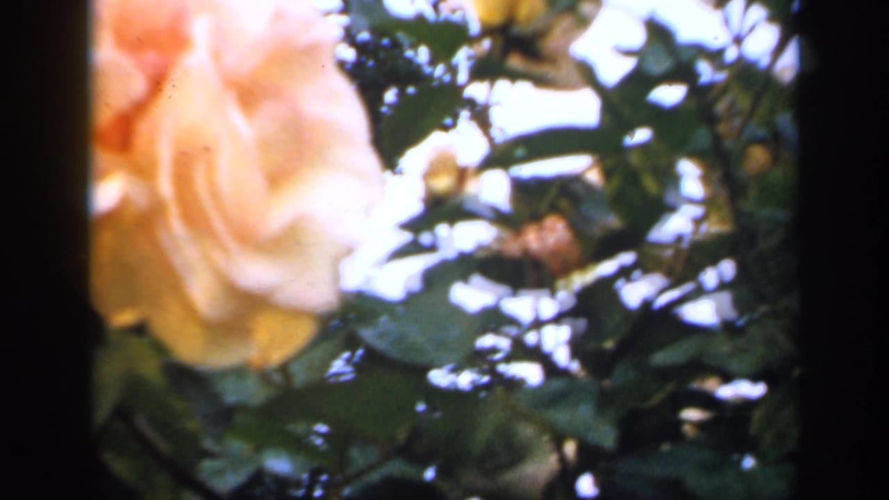 1949 England garden frame with a soft pale rose in the foreground and leafy branches filling the background.