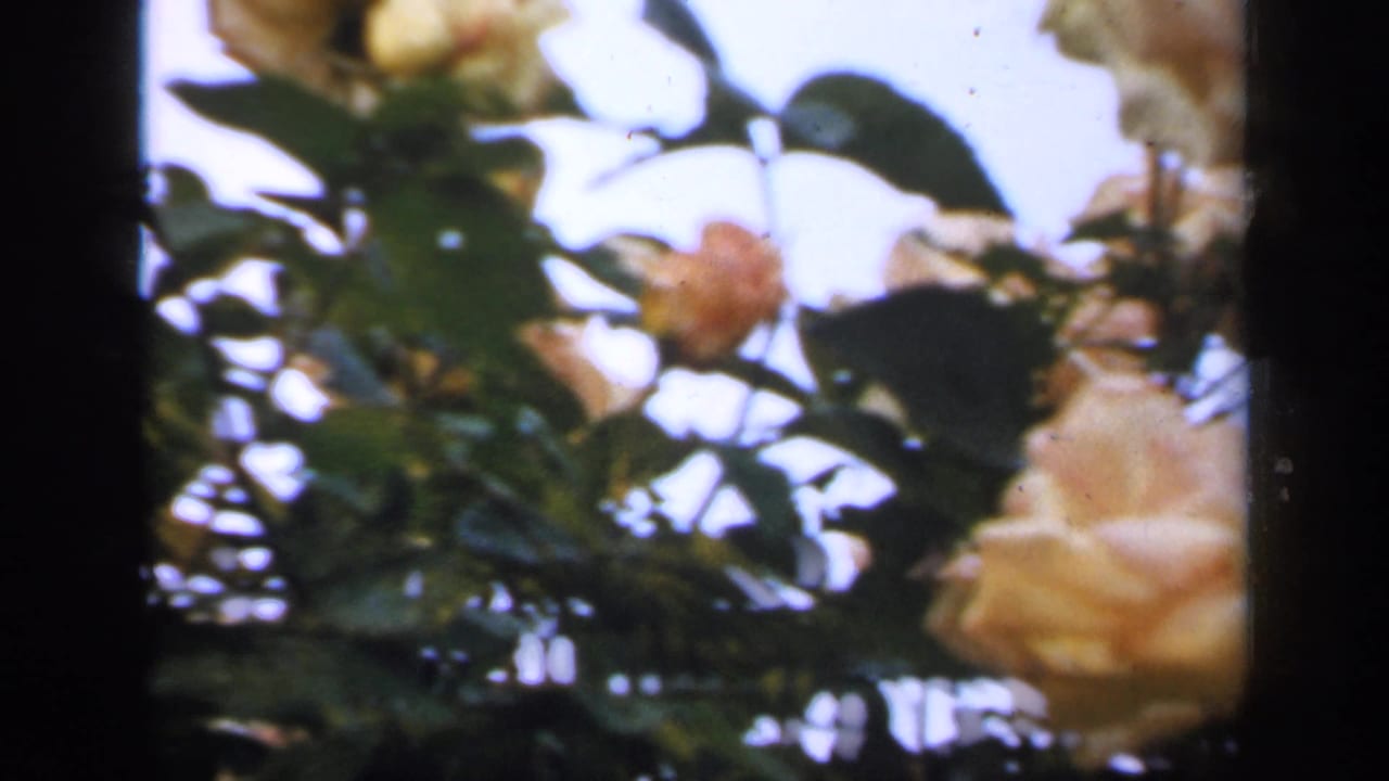 8mm garden frame showing rose bush foliage, small buds, and a pale bloom near the right edge against bright sky.