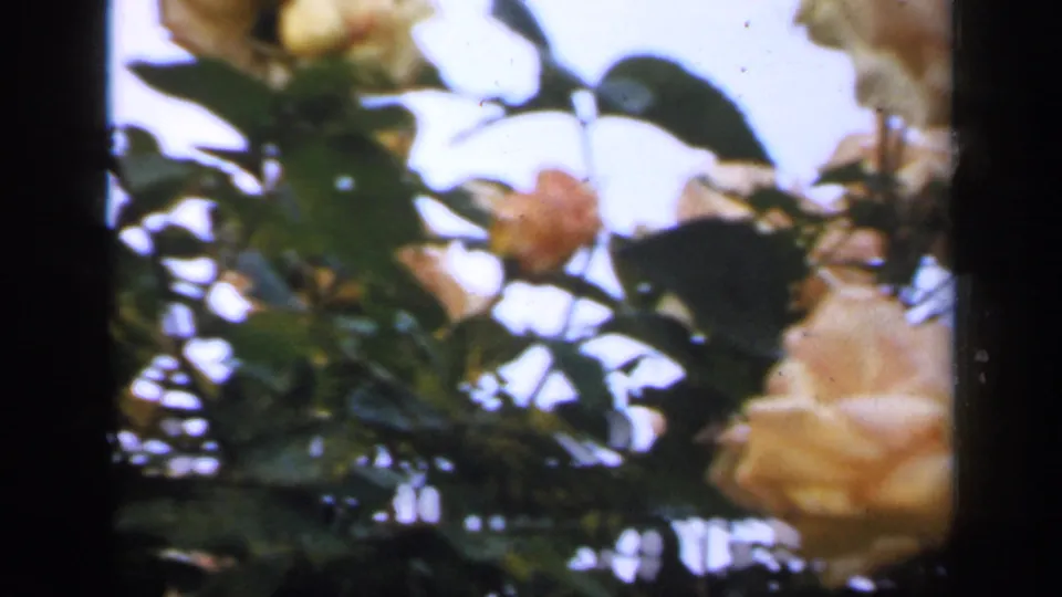 8mm garden frame showing rose bush foliage, small buds, and a pale bloom near the right edge against bright sky.