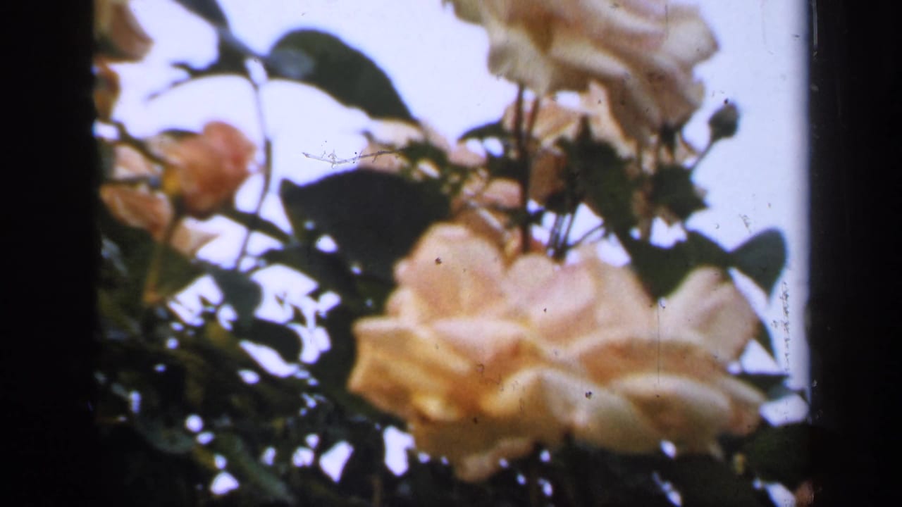 Pale yellow roses and dark green leaves seen in soft focus against bright sky.
