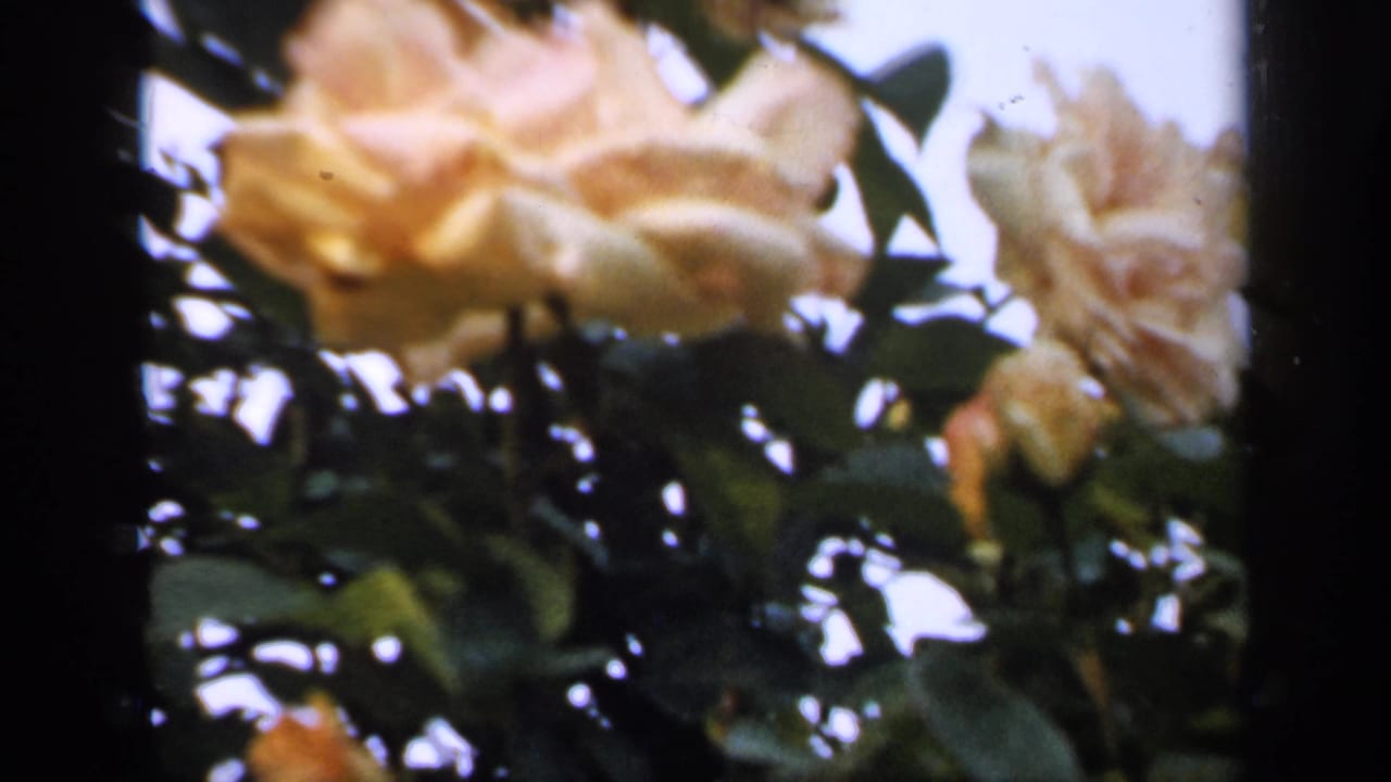 Close view of pale yellow roses and green foliage in a softly exposed 1949 England 8mm garden shot.
