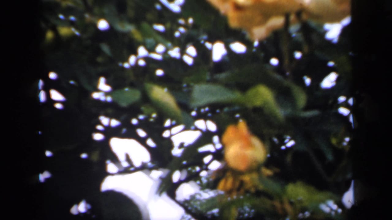A pale yellow rosebud sits among dense leaves in soft-focus archival 8mm footage from England, 1949.
