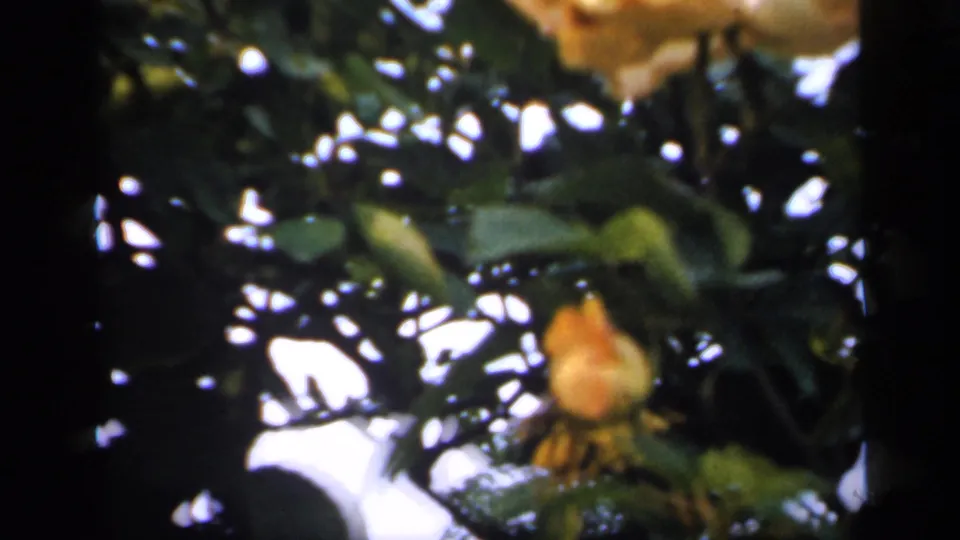 A pale yellow rosebud sits among dense leaves in soft-focus archival 8mm footage from England, 1949.