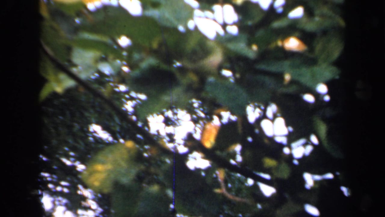 Soft 8mm garden frame showing leafy rose branches and small pale yellow blooms, supported as England footage from 1949.