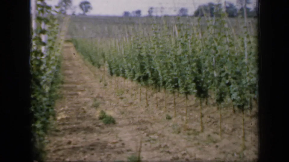 1949 England 8mm frame showing staked crop rows and a dirt path stretching through a cultivated field.