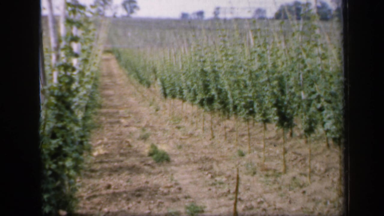 Rows of young plants in a field with dry paths and wooden supports.
