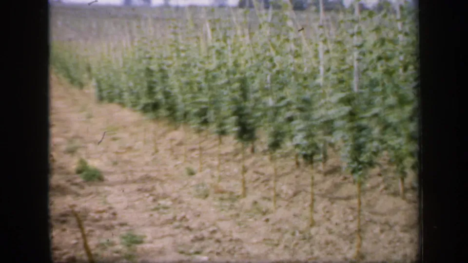 A mid-century English field appears with green climbing plants in straight rows, supported by wooden poles beside a narrow dirt path.