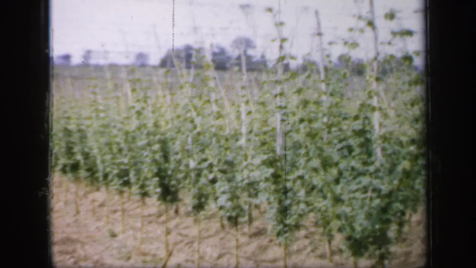 1949 England home-movie frame showing supported green plants across a field, with soft focus, pale sky, and distant trees in the background.