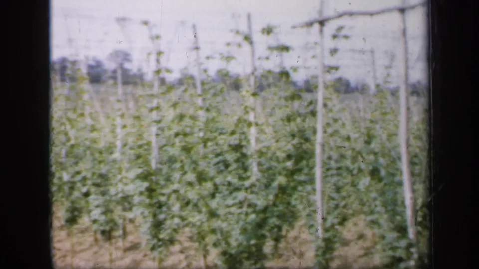 The final 8mm frame shows dense green field rows and upright wooden supports, likely part of an English hop-growing scene from 1949.