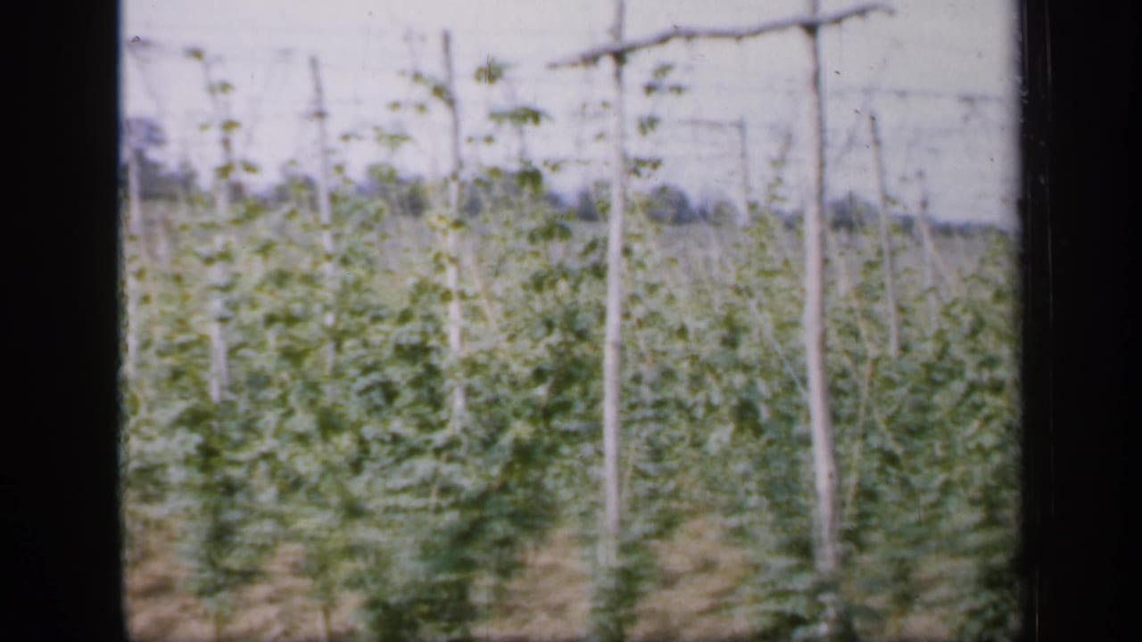 Rows of green hop plants climbing wooden trellises in an open field.
