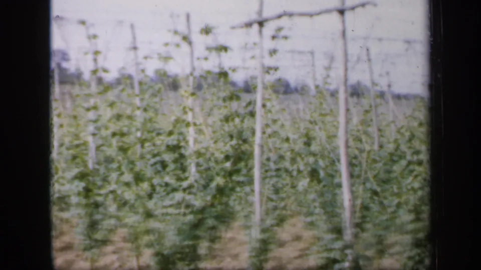 1949 England home-movie frame showing green hop plants trained on tall wooden poles and wires across a rural field.