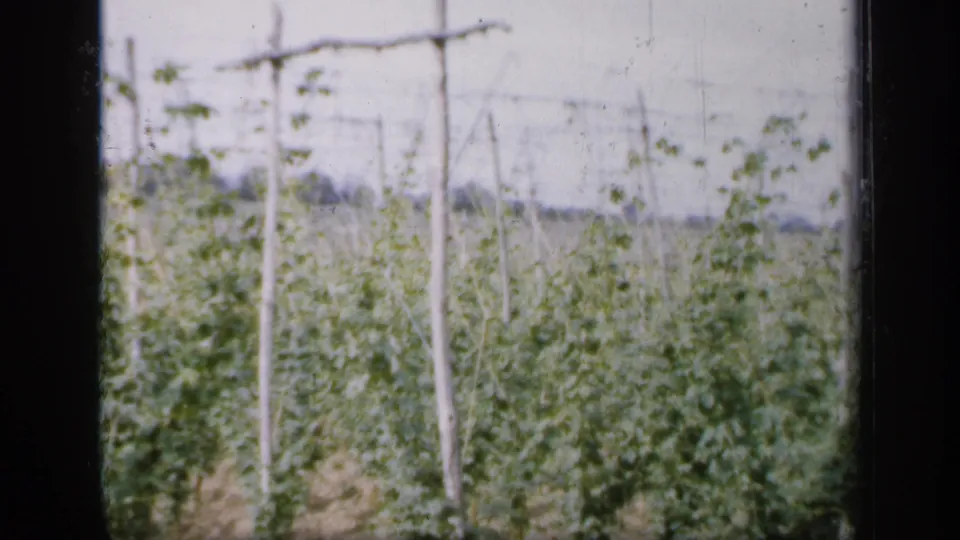 1949 England frame with dense hop growth, upright wooden supports, and training wires stretching over planted rows.