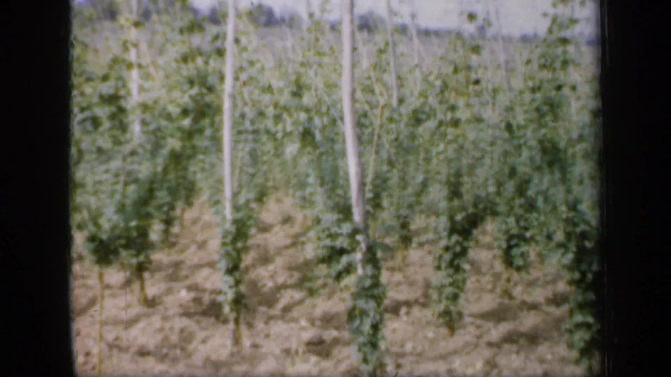 1949 England home-movie frame showing trellised hop plants from a closer field-level angle, with soft 8mm grain.